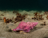 Kelletia kelletii (Kellet's Whelk)