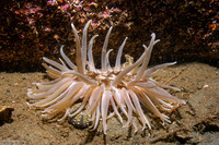 Urticina columbiana (Sand-Rose Anemone)