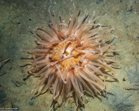 Urticina columbiana (Sand-Rose Anemone)