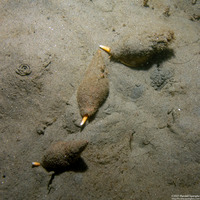 Megasurcula carpenteriana (Carpenter's Turrid)