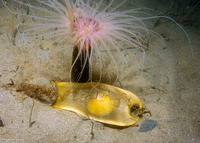 Cephaloscyllium ventriosum (Swell Shark)