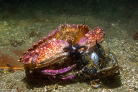 Cancer productus (Red Rock Crab)