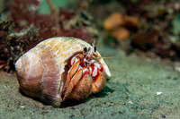 Pagurus armatus (Blackeyed Hermit Crab)