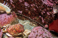 Tubulanus sexlineatus (Six-Lined Ribbon Worm)