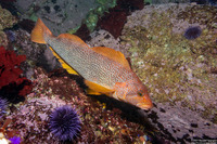 Hexagrammos decagrammus (Kelp Greenling)