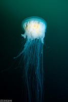 Phacellophora camtschatica (Egg-Yolk Jelly)