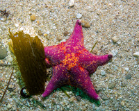 Patiria miniata (Bat Star)