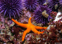 Henricia leviuscula (Blood Star)
