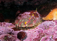 Haliotis kamtschatkana (Pinto Abalone)