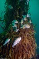 Sebastes atrovirens (Kelp Rockfish)