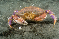 Metacarcinus gracilis (Graceful Crab)