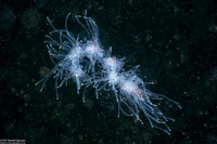 Apolemia uvaria (Apolemia Uvaria)