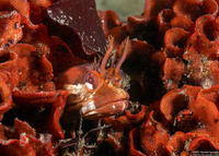 Neoclinus uninotatus (Onespot Fringehead)