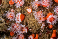 Romaleon antennarium (Pacific Rock Crab)