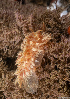 Dirona picta (Colorful Dirona)