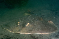 Platyrhinoidis triseriata (Thornback)