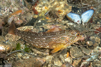Hexagrammos decagrammus (Kelp Greenling)