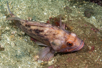 Sebastes auriculatus (Brown Rockfish)