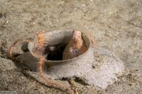 Octopus rubescens (Red Octopus)