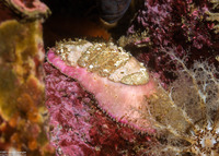 Placiphorella velata (Veiled Chiton)