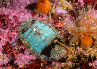 Lepidozona radians (Lepidozona Radians)