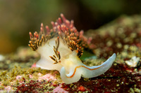 Phidiana hiltoni (Hilton's Aeolid)