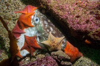 Patiria miniata (Bat Star)