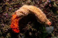Cucumaria miniata (Orange Sea Cucumber)