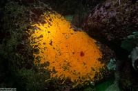 Didemnum carnulentum (Didemnum Carnulentum)