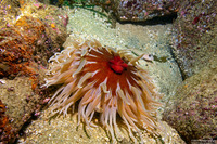 Urticina columbiana (Sand-Rose Anemone)