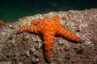 Pisaster ochraceus (Ochre Star)