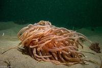 Urticina columbiana (Sand-Rose Anemone)