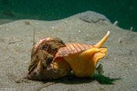 Paguristes ulreyi (Furry Hermit Crab)