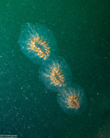 Cyclosalpa affinis (Cyclosalpa Affins)