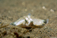 Pleuronichthys coenosus (C-O Sole)