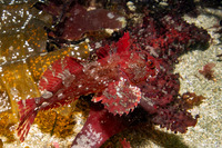 Scorpaenichthys marmoratus (Cabezon)