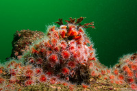 Corynactis californica (Club-Tipped Anemone)