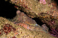 Octopus rubescens (Red Octopus)