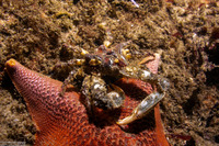 Scyra acutifrons (Sharpnose Crab)