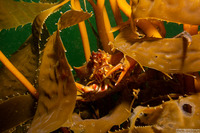 Pugettia producta (Northern Kelp Crab)