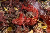 Gibbonsia montereyensis (Crevice Kelpfish)