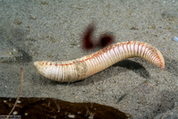 Travisia gigas (Spindle Worm)
