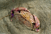 Metacarcinus gracilis (Graceful Crab)