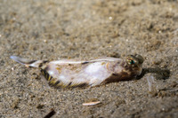 Pleuronichthys coenosus (C-O Sole)