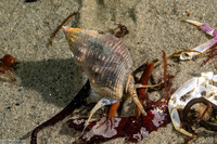 Nassarius fossatus (Giant Western Nassa)