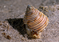 Calliostoma canaliculatum (Channeled Top Snail)