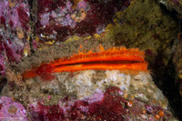 Crassadoma gigantea (Rock Scallop)