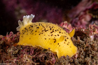 Peltodoris nobilis (Sea Lemon)