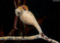 Membranipora villosa (Kelp-Encrusting Bryozoan)