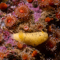 Doris montereyensis (Monterey Dorid)